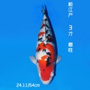松江产 大正 三才 64cm 雌性（鱼在日本）