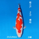 松江产 红白 二才 60cm 雌性 白桃（鱼在日本）