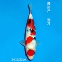 尾形产 大正 22cm 公母不明