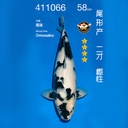 NO.066-24年11月尾形现场拍卖会 –白写  雌性 （ 回国运费实报实销）