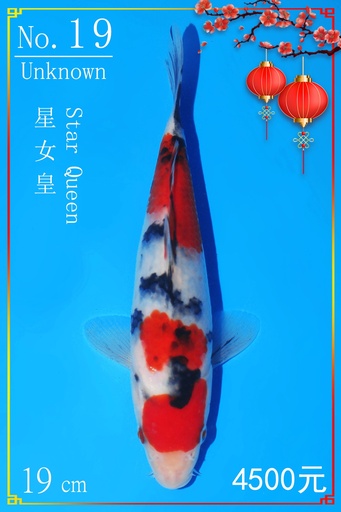 19 阪井产 尾款（海港～阪井线上抽签会） (副本)