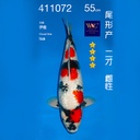 NO.072-24年11月尾形现场拍卖会 –银鳞昭和  雌性 （ 回国运费实报实销）