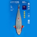 NO.126-24年11月尾形现场拍卖会 –浅黄  雌性 （ 回国运费实报实销）