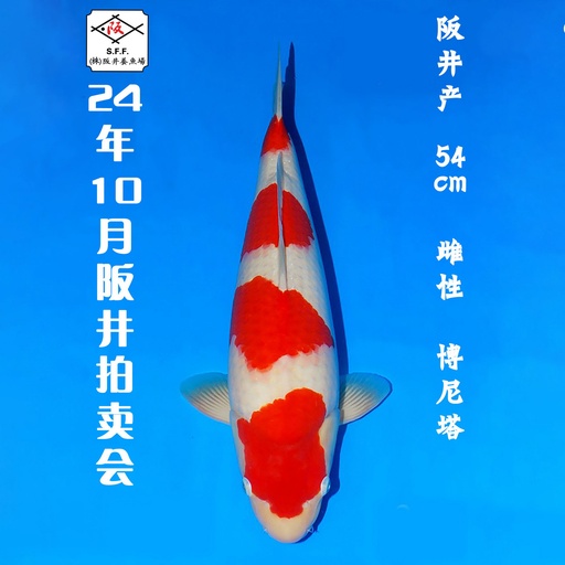 24年10月15-16日阪井现场拍卖会 –红白 博尼塔  雌性 （ 附现场视频/回国运费实报实销）