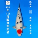 24年10月15-16日阪井现场拍卖会 –丹三 米兰小姐  雌性 （ 附现场视频/回国运费实报实销）