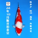 24年10月15-16日阪井现场拍卖会 –大正  雌性 （ 附现场视频/回国运费实报实销）