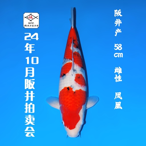 24年10月15-16日阪井现场拍卖会 –大正  雌性 （ 附现场视频/回国运费实报实销）