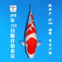 24年10月15-16日阪井现场拍卖会 –红白  雌性 （ 附现场视频/回国运费实报实销）