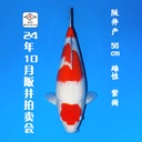 24年10月15-16日阪井现场拍卖会 –红白  雌性 （ 附现场视频/回国运费实报实销）