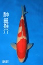 阪井产 三才 50cm 雄性 种鱼推介 枫树 346053